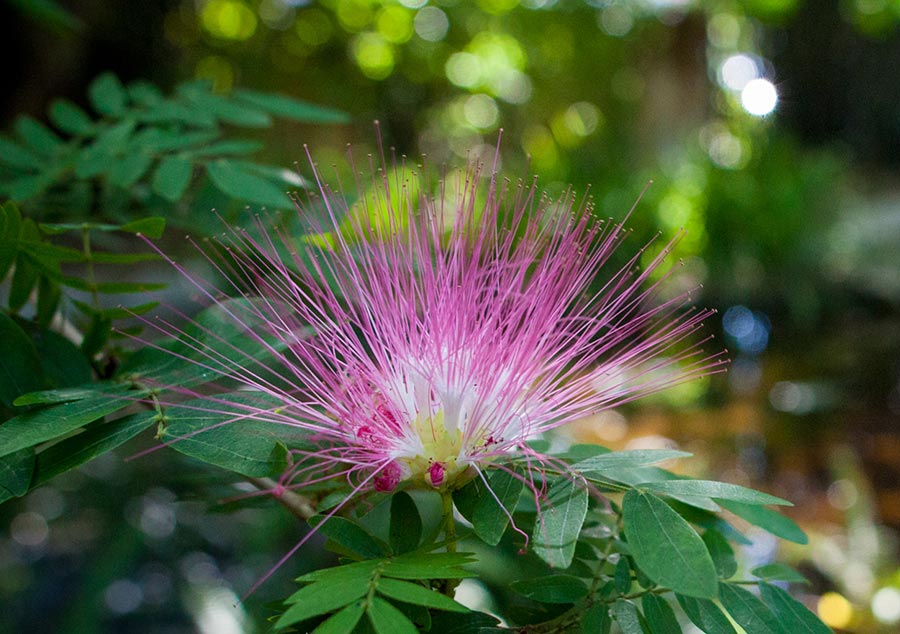 Miami Beach Botanical Garden: Pink powder puff shrub